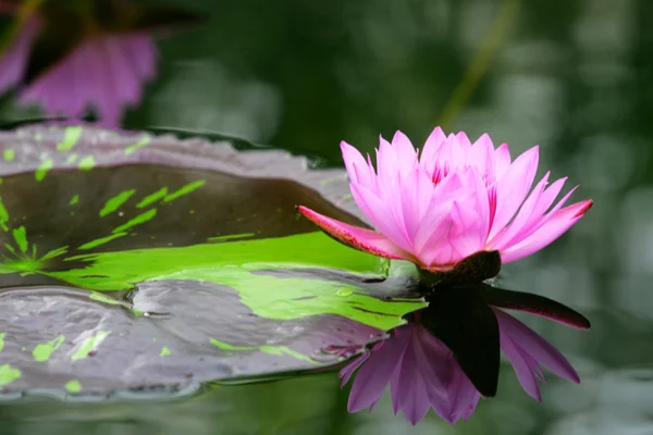 Stock beeld van een lotus — Stockfoto