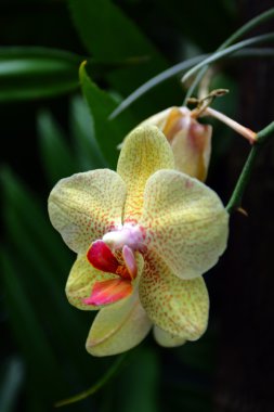 Orkide görüntüyü kapat