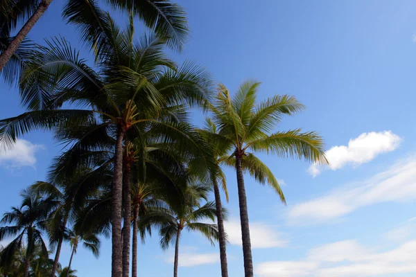 Spiaggia di Waikiki, Honolulu, Oahu, Hawaii — Foto Stock