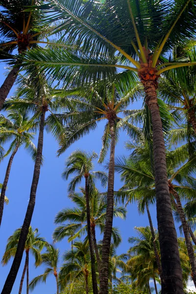 Waikiki Beach, Honolulu, Oahu, Hawaii — Stock Photo, Image