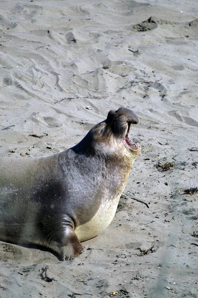 Leones marinos en la costa del Pacífico, California, EE.UU. — Foto de Stock