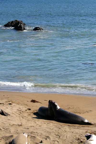 Leões marinhos na costa do Pacífico, Califórnia, EUA — Fotografia de Stock