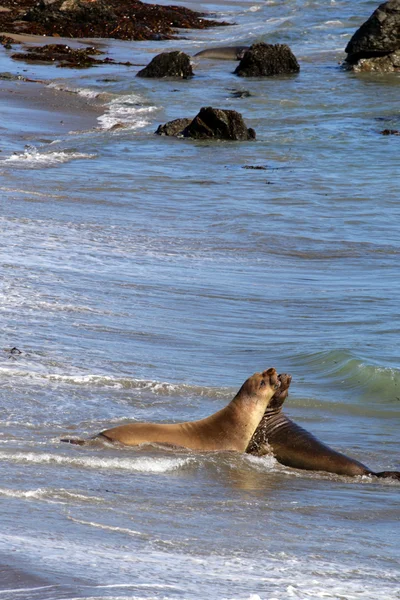 Leões marinhos na costa do Pacífico, Califórnia, EUA — Fotografia de Stock