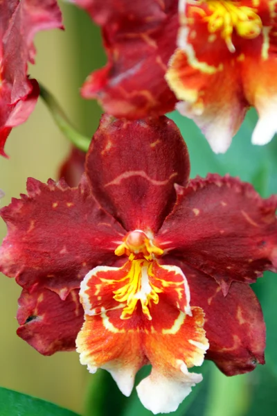 Imagem de perto de orquídea — Fotografia de Stock