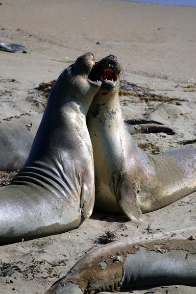 Leoni marini sulla costa del Pacifico, California, USA — Foto Stock