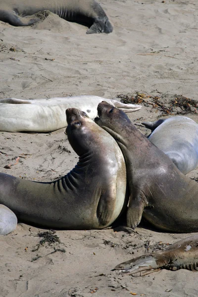 Sea lions at the Pacific Coast, California, USA — Stock Photo, Image