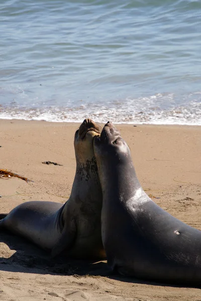 Zeeleeuwen op de Pacific Coast, California, Usa — Stockfoto