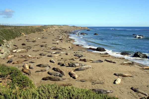 Sea lions at the Pacific Coast, California, USA Royalty Free Stock Images