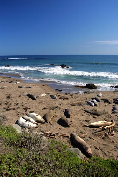 Sea lions at the Pacific Coast, California, USA Stock Image
