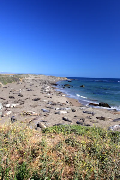 Deniz Aslanları, Pacific Coast, Kaliforniya, ABD — Stok fotoğraf
