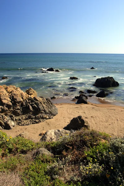 Leoni marini sulla costa del Pacifico, California, USA — Foto Stock