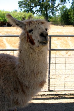 Llam stok görüntü