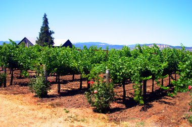 Sonoma ve Napa Vadisi, Kaliforniya