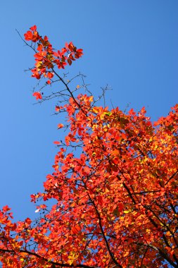 New england sonbaharda yapraklar