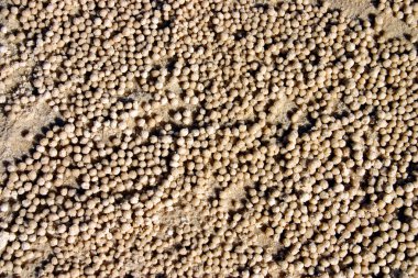 Fraser Island, Avustralya