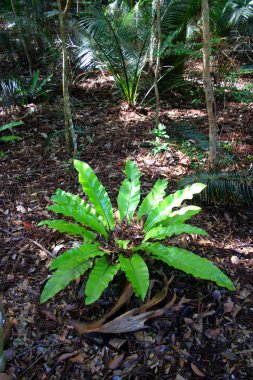 Eli Creek, Faser Adası, Avustralya