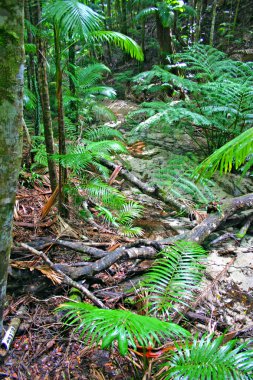 Eli Creek, Faser Adası, Avustralya