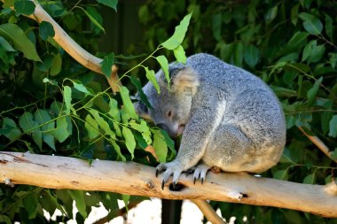 Koala Bear, Australia clipart