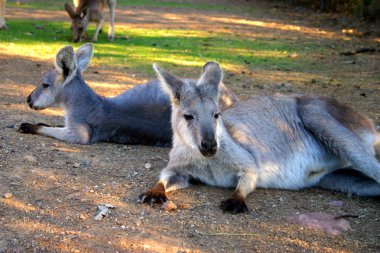 Bir kanguru bir keseli Macropodidae aileden olduğunu