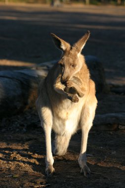 Bir kanguru bir keseli Macropodidae aileden olduğunu