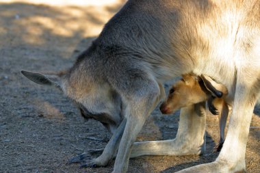 Bir kanguru bir keseli Macropodidae aileden olduğunu