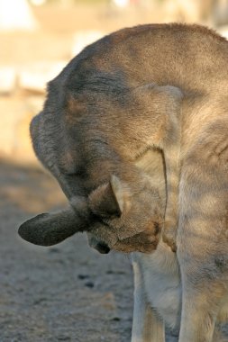 Bir kanguru bir keseli Macropodidae aileden olduğunu