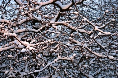 Boston, Massachusetts, ABD 'de kar yağışının stok görüntüsü