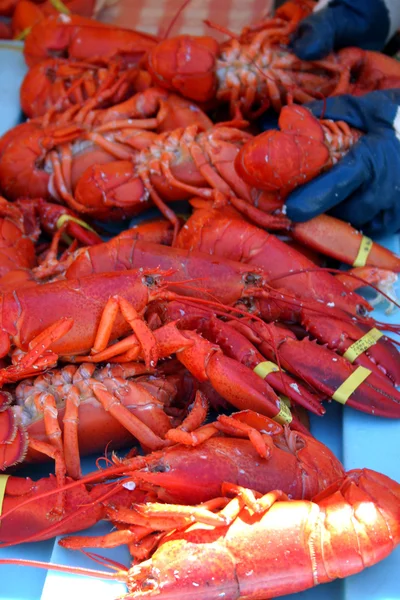 Maine Lobster Fest en Rockland —  Fotos de Stock