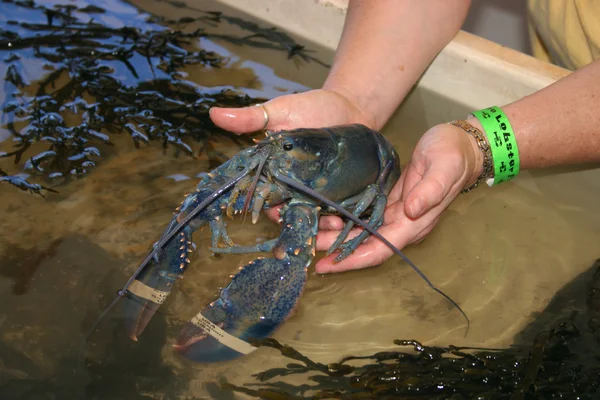 The odds of finding a blue lobster are apparently around 1 in a million