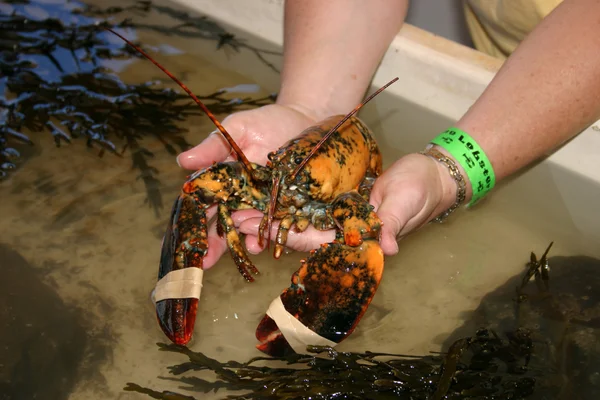 The odds of finding a yellow lobster are apparently around 1 in 30 million