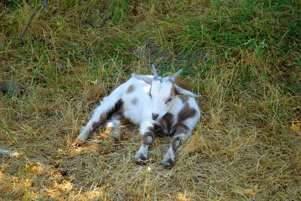 Stock beeld van flauwvallen geit — Stockfoto