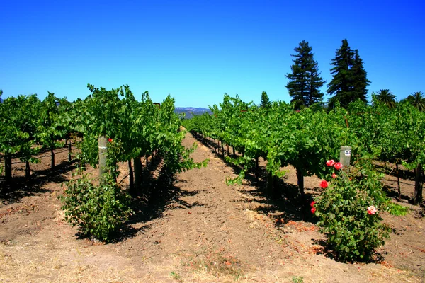 Sonoma and Napa Valley, California — Stock Photo, Image