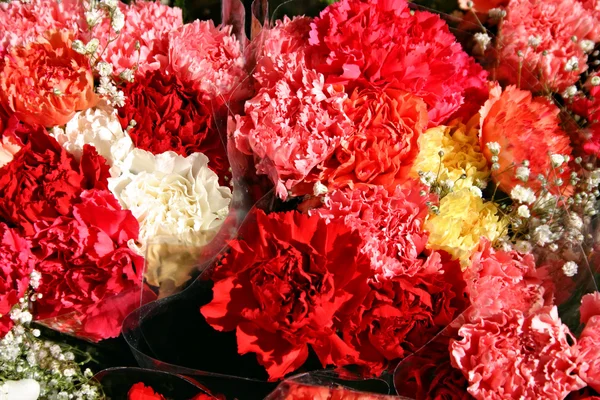 Stock image of a red rose — Stock Photo, Image