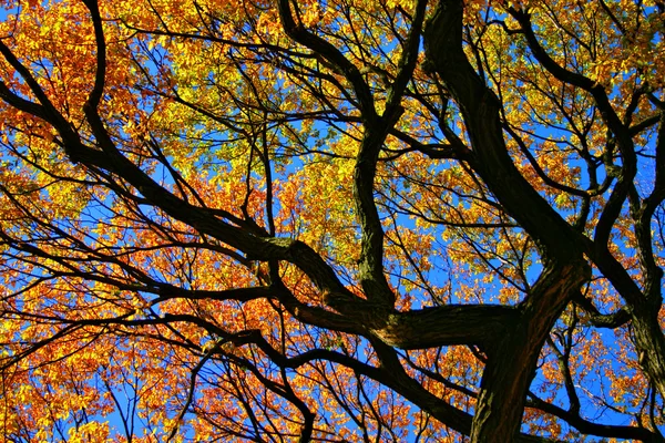 Follaje de otoño de Nueva Inglaterra — Foto de Stock