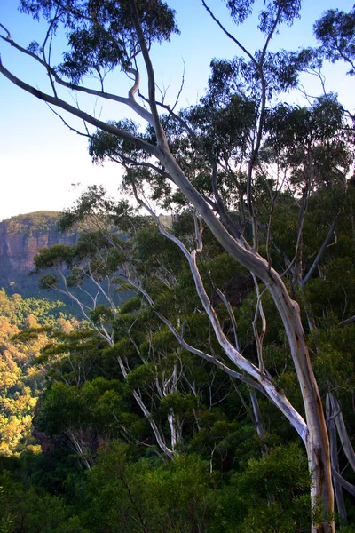 Původní Australské fauny — Stock fotografie