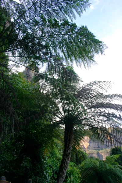 Μπλε βουνό, Nsw, Αυστραλία — Φωτογραφία Αρχείου