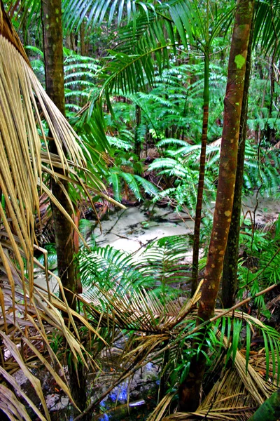 Eli Creek, Faser Island, Australië — Stockfoto