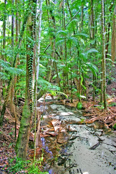 Eli Creek, Faser Island, Australien — Stockfoto