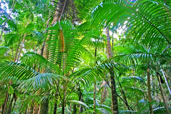 Eli Creek, Île Faser, Australie — Photo