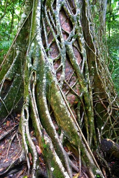 Eli Creek, Faser Island, Australia — Foto de Stock