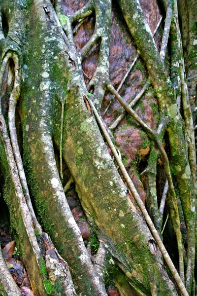 Eli Creek, Faser Island, Austrálie — Stock fotografie