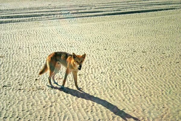 Dingos en Frase Island, Australia —  Fotos de Stock