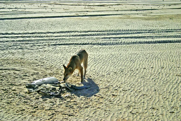 Dingo sull'isola di Frase, Australia — Foto Stock