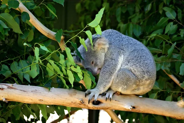 Koala Beer, Australië — Stockfoto