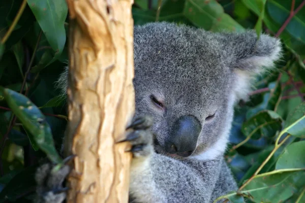 Koala Beer, Australië — Stockfoto