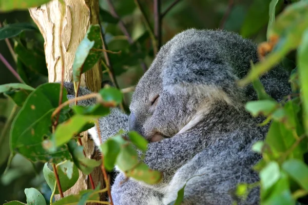 Koala Björn, Australien — Stockfoto