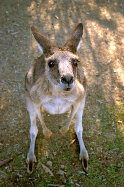 Een kangoeroe is een buideldier uit de familie kangoeroes — Stockfoto