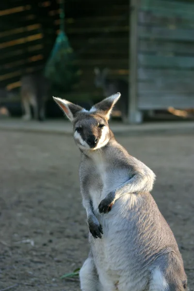 Un canguro è un marsupiale della famiglia Macropodidae — Foto Stock