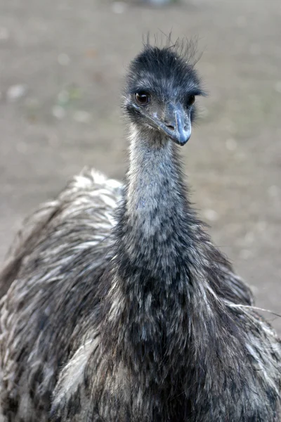 O Emu, Dromaius novaehollandiae, é a maior ave nativa da Austrália — Fotografia de Stock