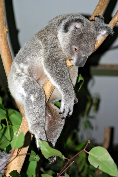 Αρκούδα Koala, Αυστραλία — Φωτογραφία Αρχείου